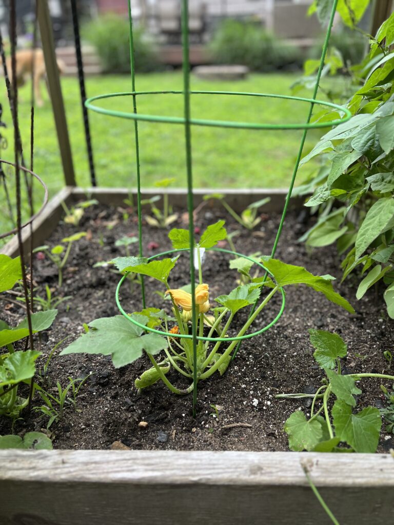 tomato cage around a green zucchini in the garden 