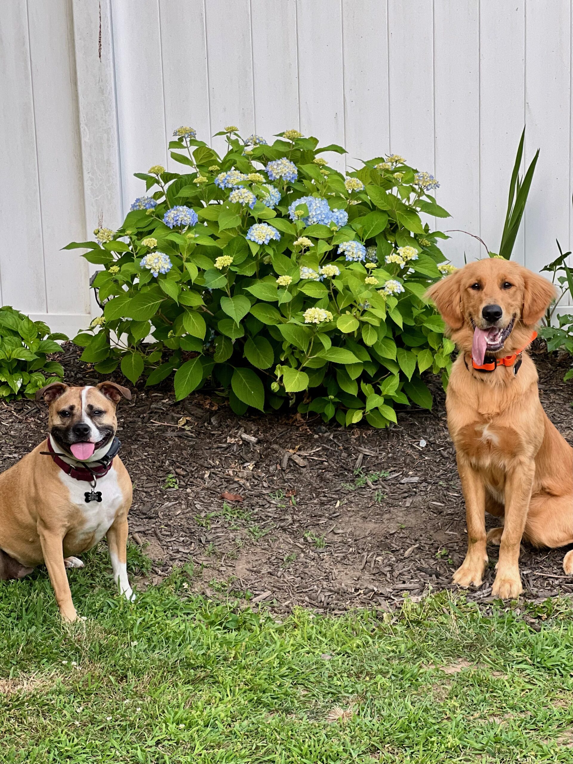 two dogs sitting outside in front of a hydrangea bush