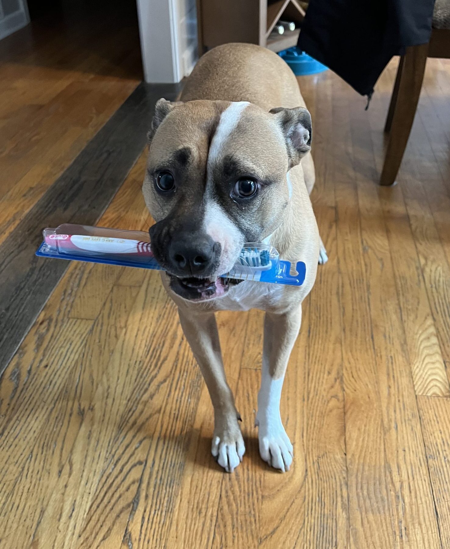 dog holding a toothbrush in its mouth