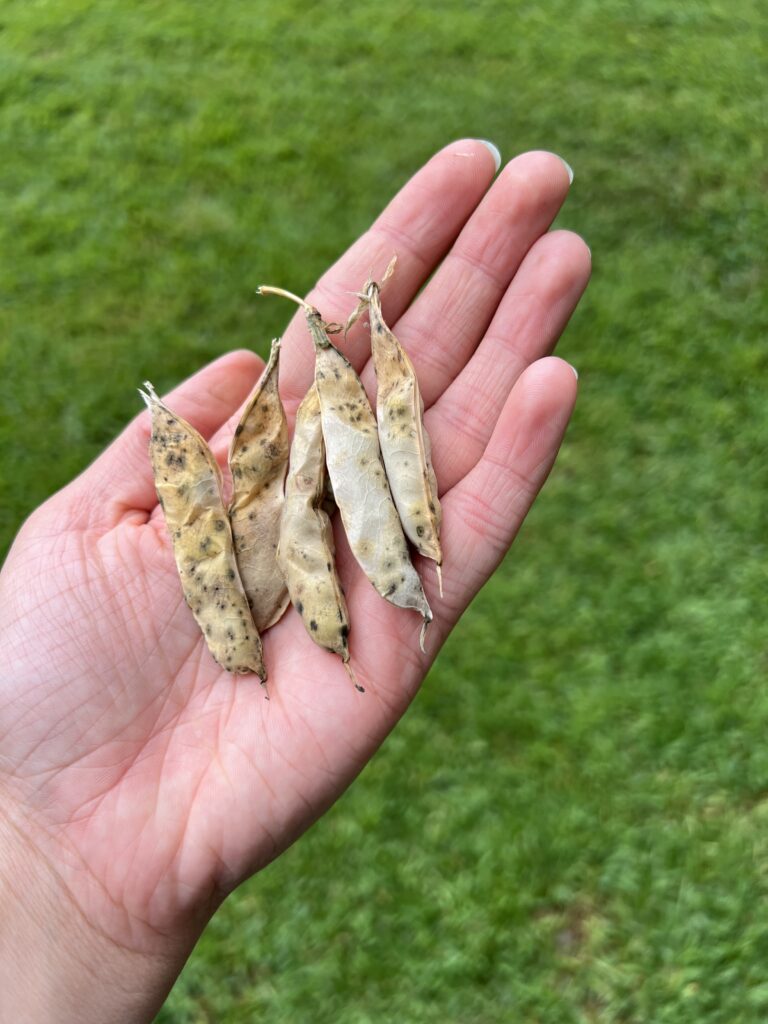 Dried out pea pods resting in a girl's hand. 