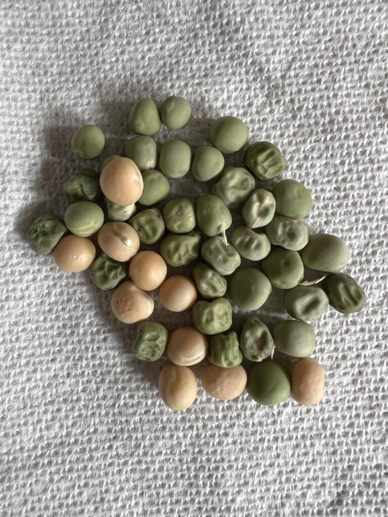 Dried out pea seeds resting on a white napkin. 