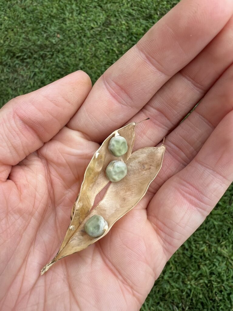 Opened pea pod with dried pea seeds resting in a girl's hand