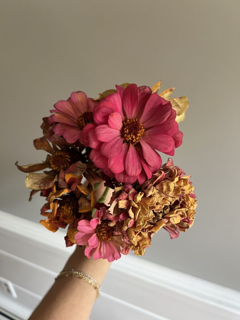 girl holding dries zinina flowers