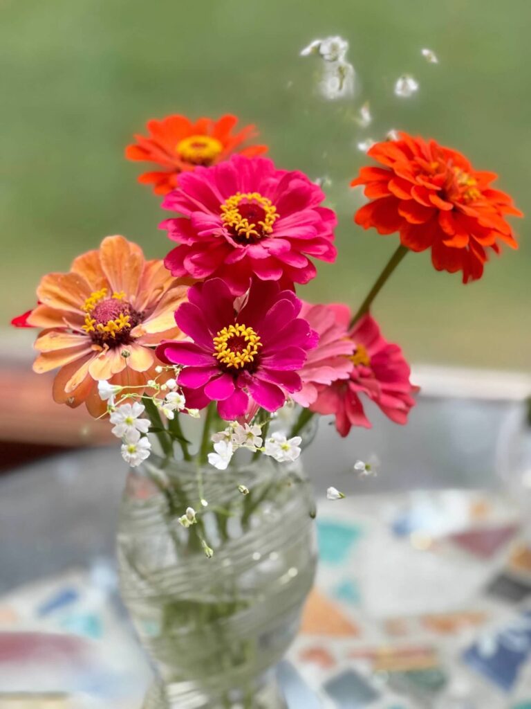 How to harvest zinnia seeds