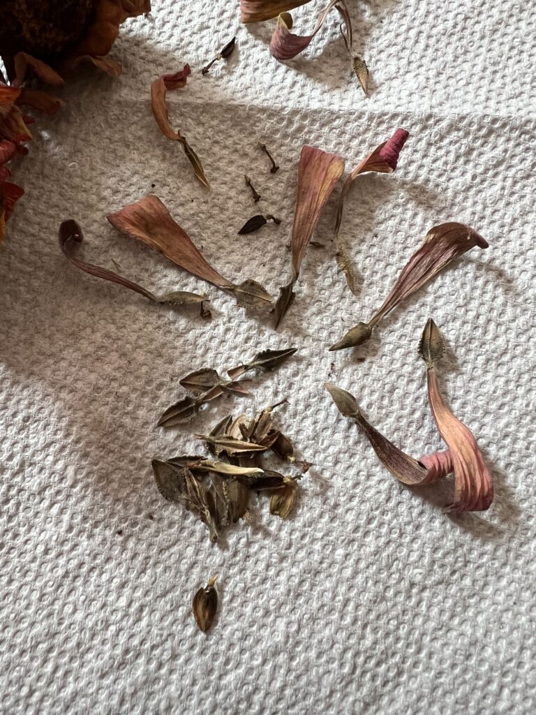 Dried zinnia seed laying on a white paper towel